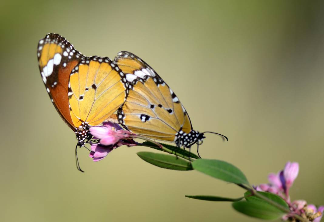 Sultan Kelebeği kendisini gösterdi! Meksika'dan Kanada'ya göç edebiliyor - Resim: 8